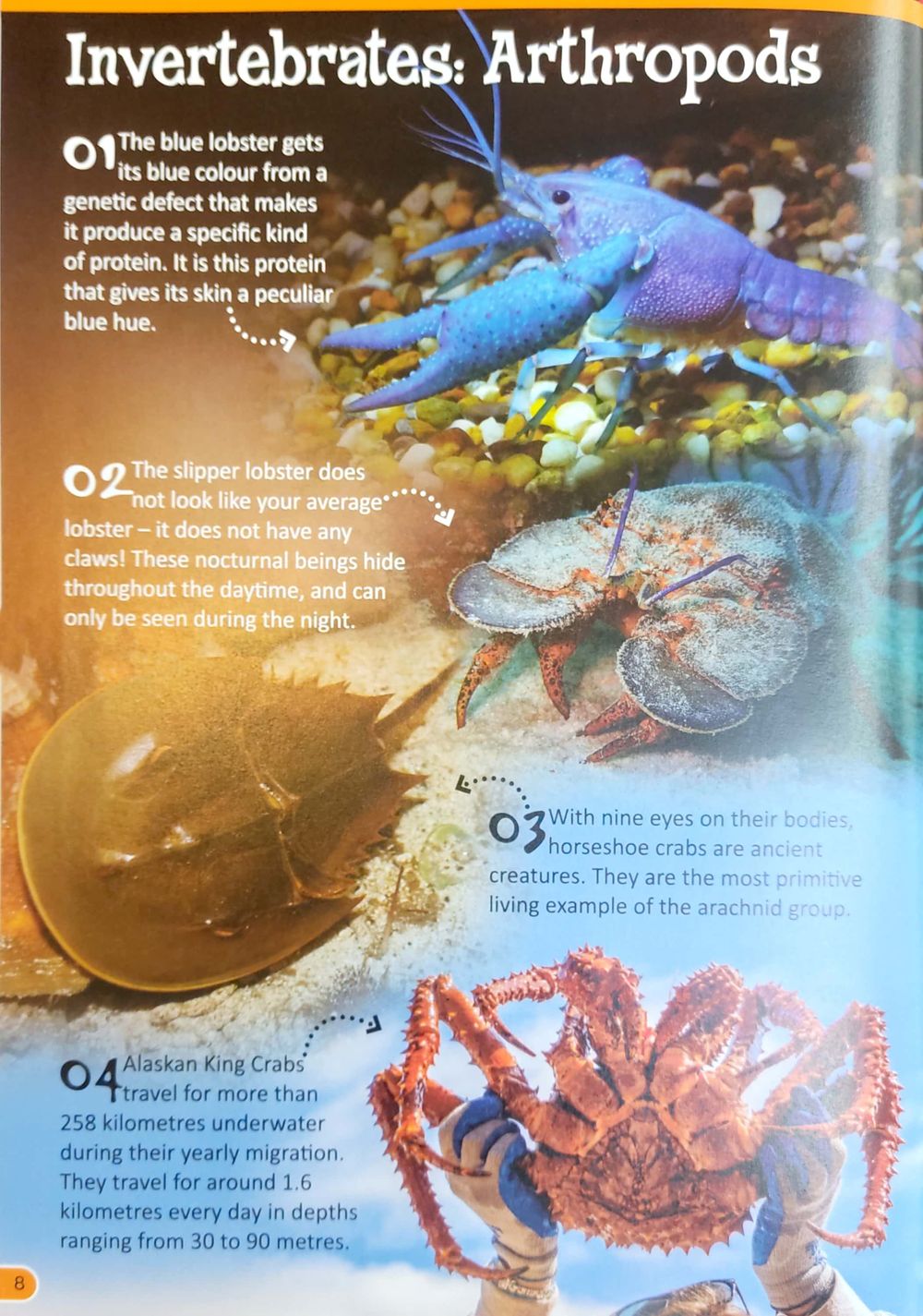 كتاب 500 Fantastic Facts - Animals