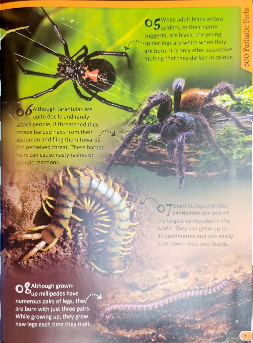 كتاب 500 Fantastic Facts - Animals