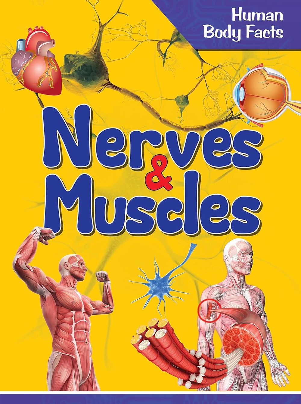 كتاب حقائق عن جسم الإنسان: الأعصاب والعضلات