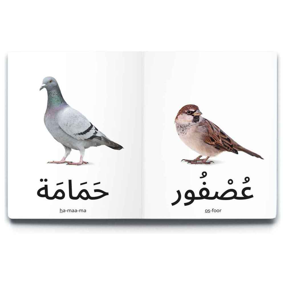 Dardasha - Birds Book